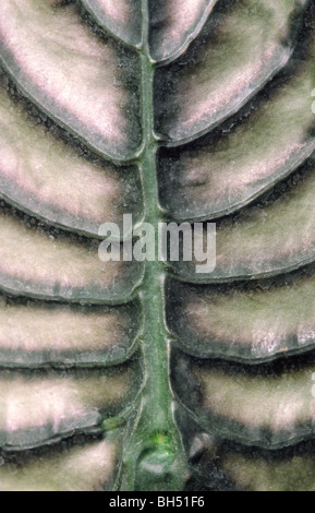 Close-up Auszug aus einem Elefanten Ohr Pflanzenblattes (Alocasia Cuprea) zeigen die tief gerippten Blattstruktur in einem Gewächshaus. Stockfoto