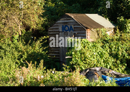 Geplant aus Holz (Holz) Schuppen auf einem überwucherten Zuteilung-Grundstück Stockfoto