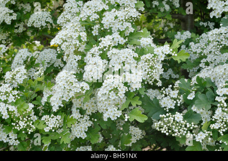 Kleinblütige schwarz Weißdorn (Crataegus pentagyna) Stockfoto