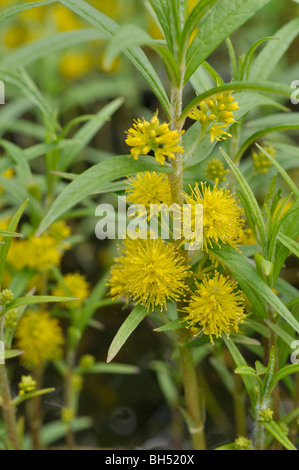 Getuftete felberich (lysimachia Thyrsiflora) Stockfoto