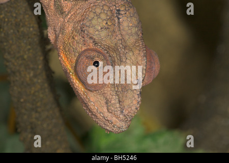 Parsons Chamäleon oder Kopf Frauenporträt Chamäleon (Calumma Parsonii). Stockfoto