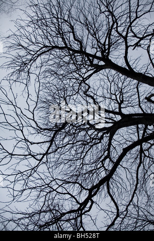 Silhouette Zweige gegen ein Winterhimmel. Stockfoto