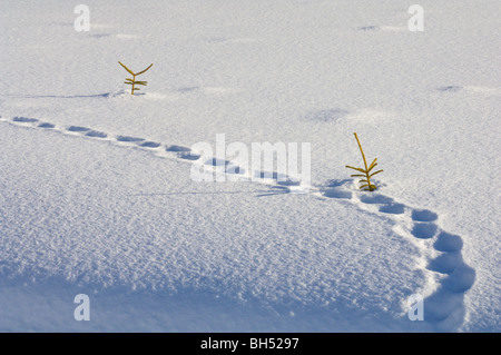 Tierspuren und Nadelbaum Baumkronen im Tiefschnee. Stockfoto