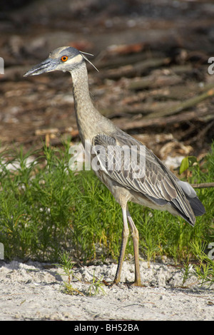 Juvenile Gelb-gekrönter Nachtreiher (Nyctanassa Violacea) im Fort De Soto, Florida, USA Stockfoto