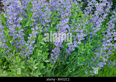 Blau Falscher Indigo (baptisia australis) Stockfoto