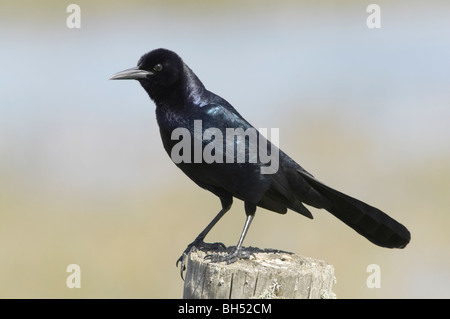 Boot-angebundene Grackle (Quiscalus großen) auf Post. Stockfoto