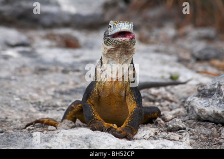 Land Leguan sitzen und mit seiner Zunge in Galapagos-Inseln, Ecuador Stockfoto