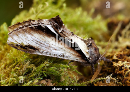 Schlucken Sie prominente Motte (Pheosia Tremula) auf moosige Rinde. Stockfoto