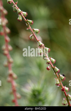 Nahaufnahme der Beifuß (Artemisia Vulgaris) im August. Stockfoto