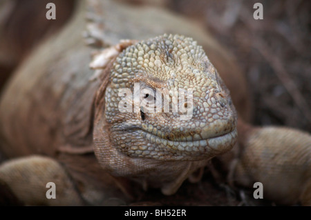 Nahaufnahme von Santa Fe Land Iguana (Conolophus Pallidus) auf der Insel Santa Fe. Stockfoto