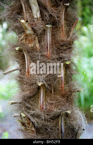 Detail der Stamm einer Palme Stockfoto