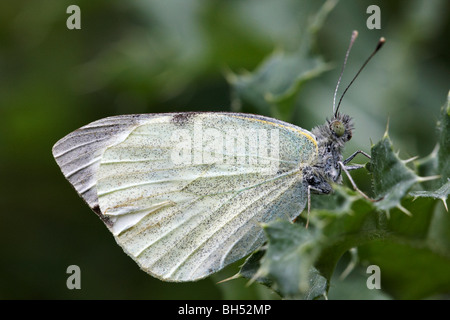 Großer weißer Schmetterling (Pieris Brassicae) ruht auf stachelige Blatt im August. Stockfoto