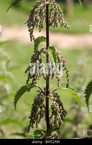 Nahaufnahme der Brennnessel (Urtica Dioica) im Sommer. Stockfoto