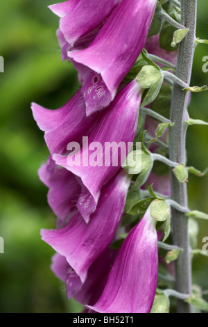 Rosa Fingerhut (Digitalis Purpurea) im Sommer wild wächst. Stockfoto