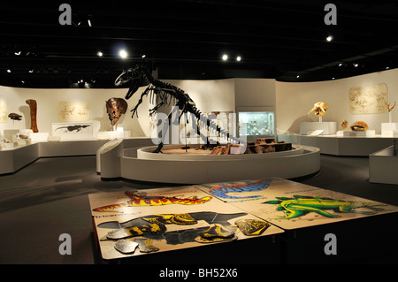 Dinosaurier-Ausstellung in Amarillo, Texas Panhandle Plains Historical Museum Stockfoto