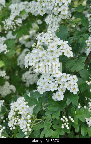 Kleinblütige schwarz Weißdorn (Crataegus pentagyna) Stockfoto