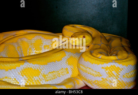 Fotos, Umwelt, Natur, Natur, Reptilien, Reptil, ein Tier niemand, Schlangen, snake, gelbe Anakonda, erwachsenes Tier, männliches Tier Stockfoto