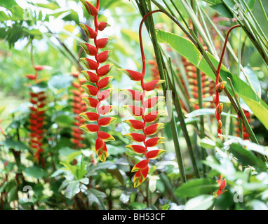 Heliconia Rostrata (Hummergreifer, False Paradiesvogel) Pflanze, Apia, Samoa Stockfoto