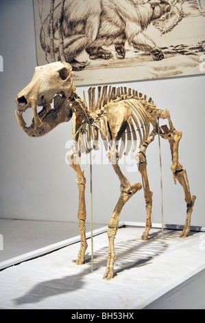 Peccary Skelett in Amarillo, Texas Panhandle Plains Historical Museum Stockfoto