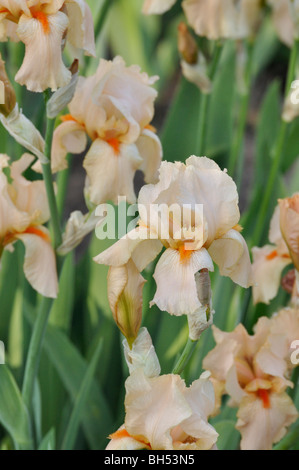 Tall bearded Iris (Iris lanceolata elatiorbegonie Erdbeere "CHERIE") Stockfoto