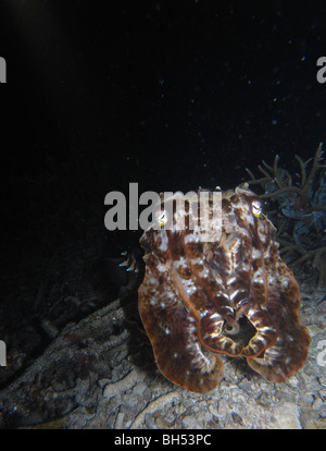 Broadclub Tintenfisch (Sepia finden) in der Nacht, Komodo Marine Park, Indonesien Stockfoto