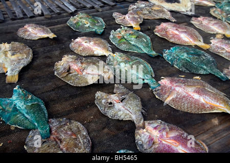 Papageienfische gereinigt und zum Trocknen in der Sonne, Komodo National Park, Indonesien ausgelegt Stockfoto