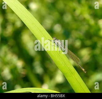 Weibliche Azure Damselfly (Coenagrion Puella) Stockfoto