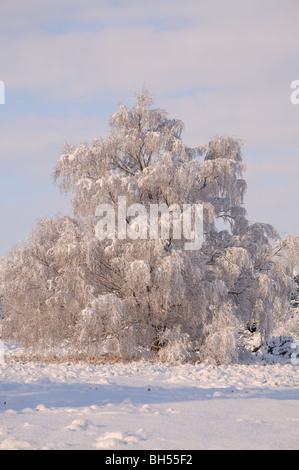 Winter im Schnee bedeckt Tunstall Stockfoto