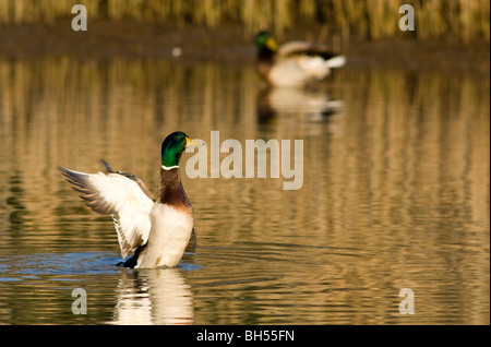 Germano Reale Anas Platyrhynchos Stockente Stockente Canard Colvert Uccelli Anatidi Anatidae Oasi Marano Lagunare Friuli Venezia G Stockfoto