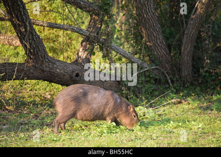 Capybara; Wasserschwein; Hydrochoerus Hydrochaeris; carpincho Stockfoto