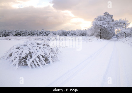 Winter im Schnee bedeckt Tunstall Stockfoto