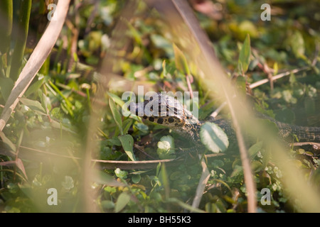 Kaiman, Caimaninae, Yacare, Esteros de Ibera, Argentinien Stockfoto