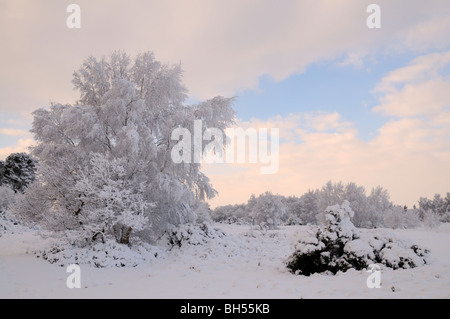 Winter im Schnee bedeckt Tunstall Stockfoto