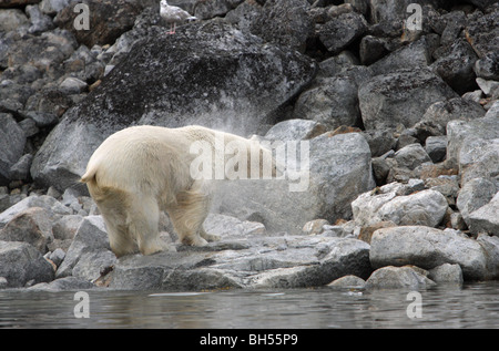 Eisbär stehend auf Felsen Wasser aus seinem Fell nach dem Aufstieg aus dem Wasser schütteln Stockfoto
