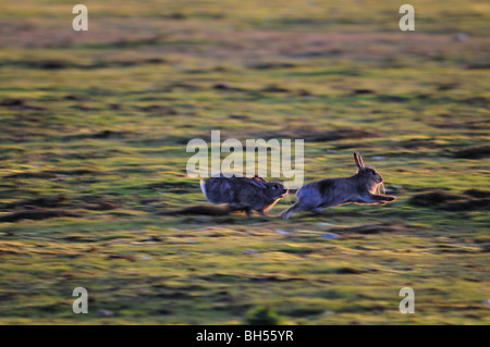 Kaninchen Sie auf Westleton Heide Suffolk Stockfoto