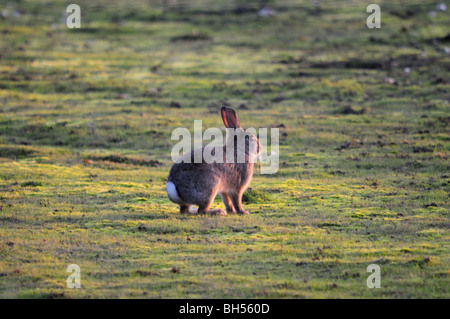 Kaninchen Sie auf Westleton Heide Suffolk Stockfoto