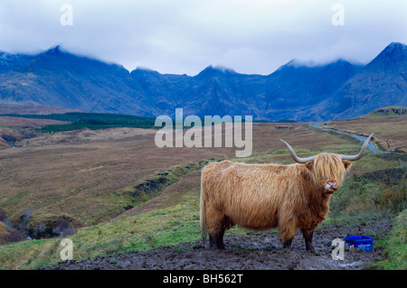 Highland Kuh Fütterung an mineralischen lecken. Dahinter steckt die Coire Na Creiche Bereich der Black Cuillin Ridge, Isle Of Skye. Stockfoto