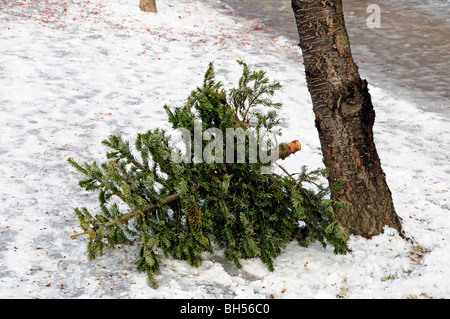 Ausrangierten Weihnachtsbaum im Schnee in einem Highbury Straße warten auf recycling von Islington Council London England UK Stockfoto