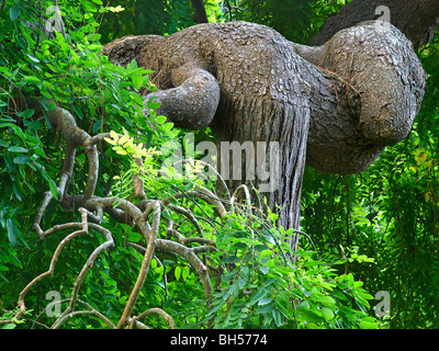 Japanische Baum "Sophora Japonica Penodula" im Garten der Familie, "Blandy Gärten" Madeira Portugal Europa Stockfoto