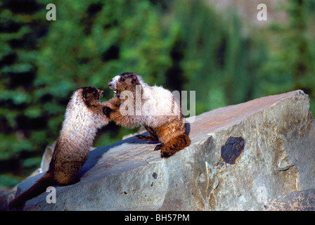 Hoary Murmeltiere (Marmota Caligata) auf Felsen in Sonne, BC, Britisch-Kolumbien, Kanada - North American wilde Tiere spielen Stockfoto