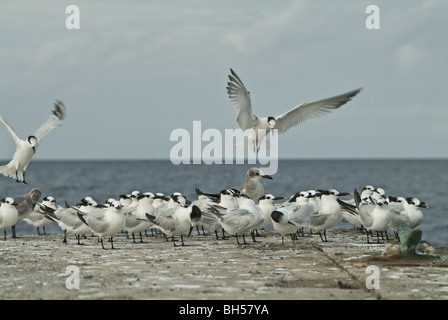 Möwen auf einem Steg an der Nordküste Kubas. Stockfoto