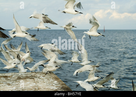 Möwen auf einem Steg an der Nordküste Kubas. Stockfoto