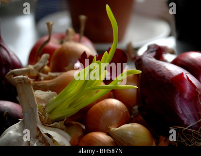 verschiedene Arten von Zwiebel Stockfoto