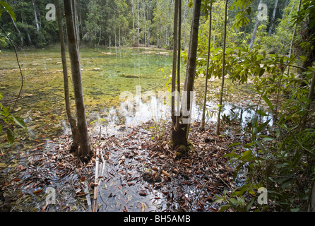 Chrystal Pool, Sra Morakot, Krabi, Thailand Stockfoto