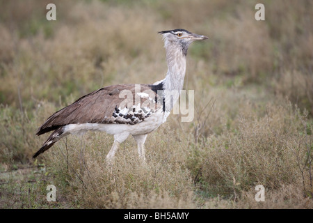 Kori Bustard (Ardeotis Kori Struthiunculus) im Profil schreiten über die Wiesen von Ndutu, Tansania Stockfoto