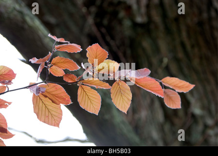 Blutbuche im Frühjahr neue Blätter. Stockfoto