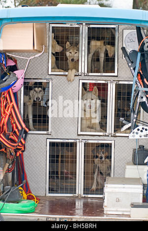 Siberian Husky Rennen treffen auf Glenmore Forest in The Cairngorms Nationl Park, Aviemore Inverness-Shire. Stockfoto