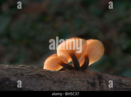 Samt Schaft Pilze Stockfoto