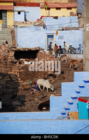 Backstreet-Leben mit Tieren in Jodhpur, Indien. Stockfoto