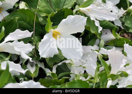 Western white Trillium (Trillium ovatum) Stockfoto